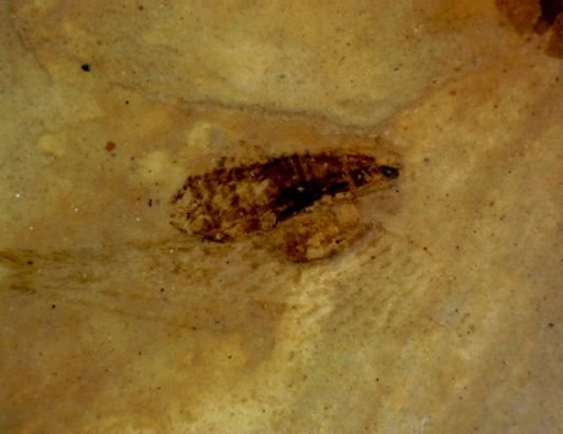 undet. Orthoptera