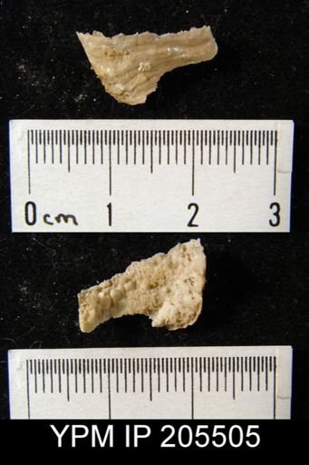 Hercosia sp.