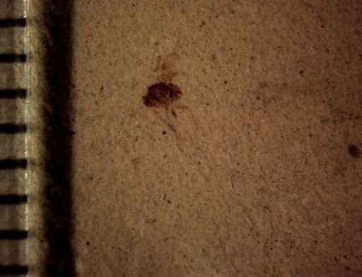 undet. Diptera