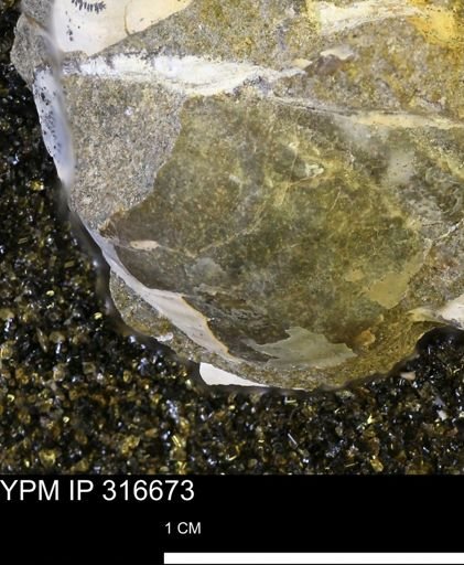 Inoceramidae?