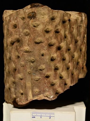 Stigmaria sp.