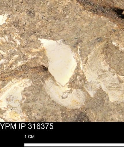 undet. Mollusca