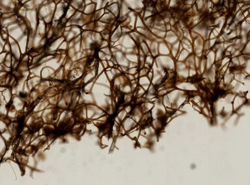 Spongia corlosia