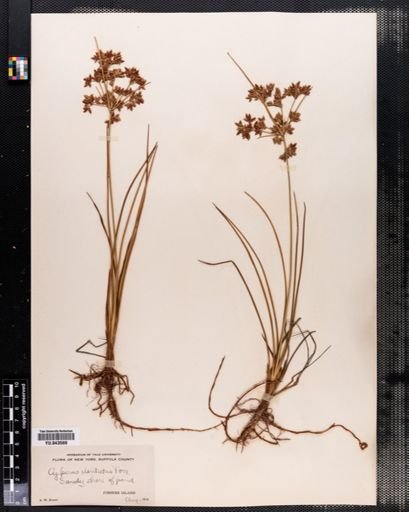 Cyperus dentatus