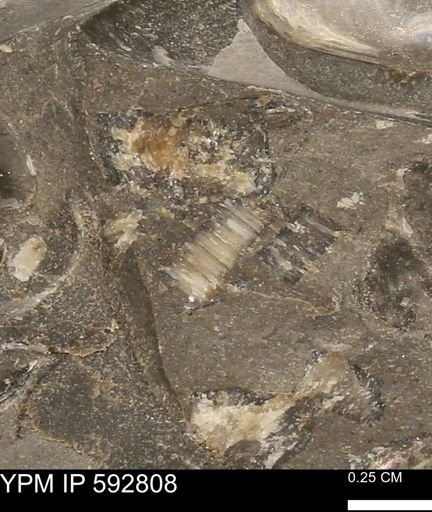 undet. Inoceramidae