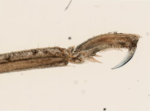 Anoplodactylus lentus