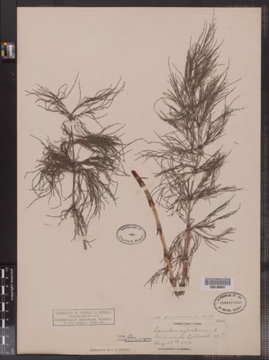 Equisetum sylvaticum