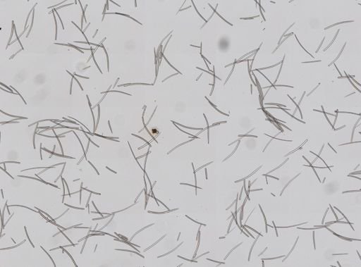 Ptilocaulis walpersii