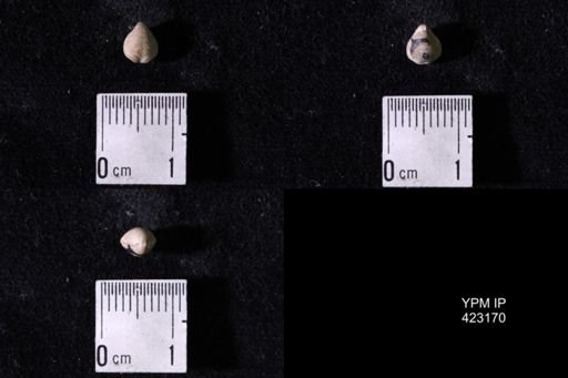 Dielasma turgida