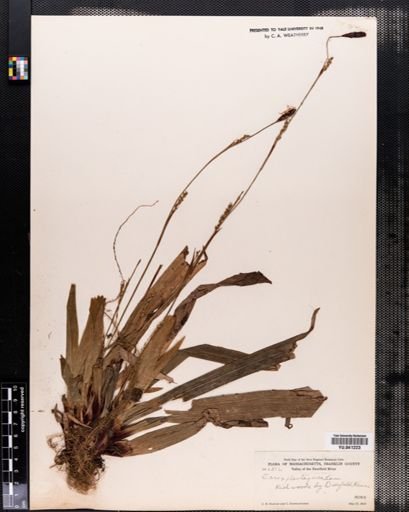 Carex