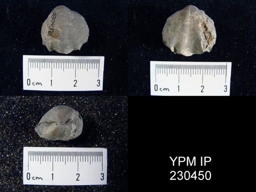 Enteletes hemiplicata