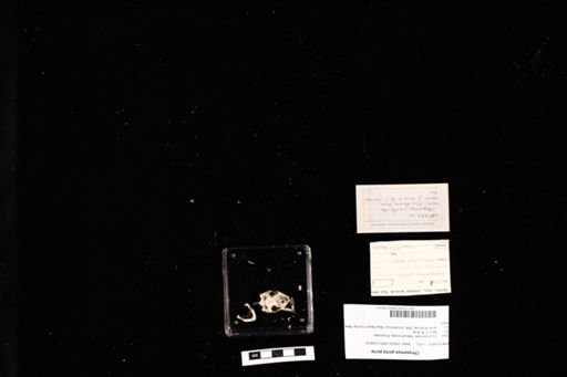 Chrysemys picta picta
