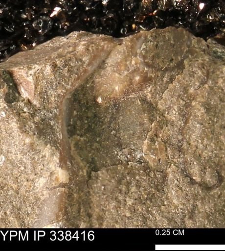 undet. Mollusca