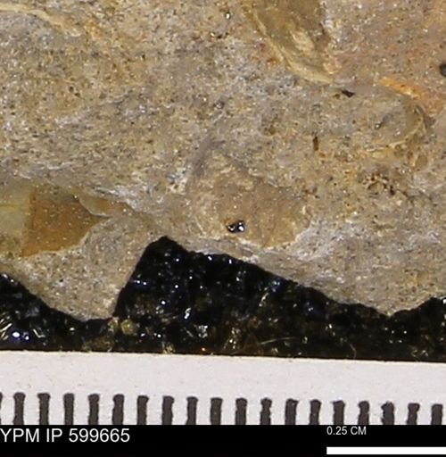 Protocardia subquadrata