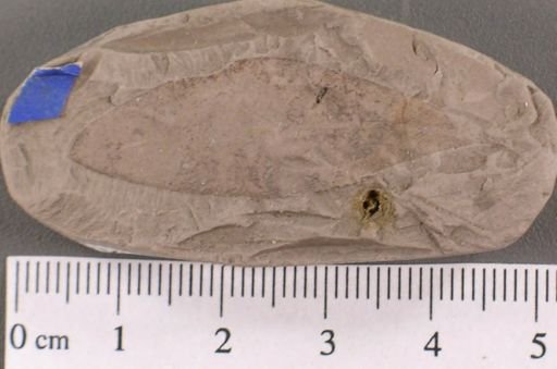 Andromeda novae caesareae