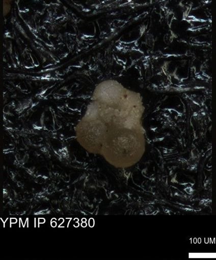 undet. Foraminiferida