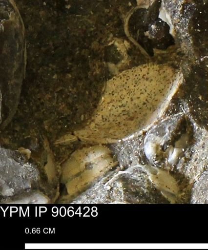undet. Mollusca