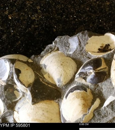 Protocardia sp.