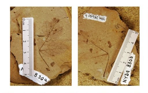 Acer glabroides
