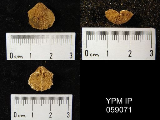 Gypidula multicostata