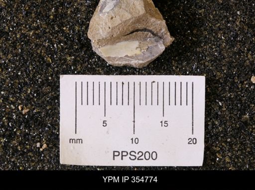 Pseudoptera subtortuosa