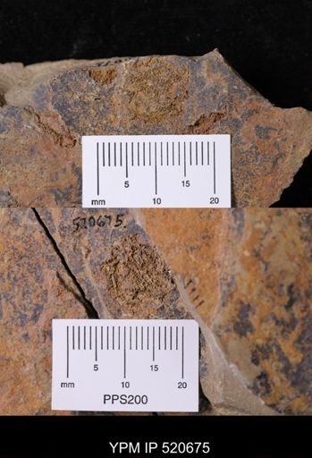 undet. Asterozoa
