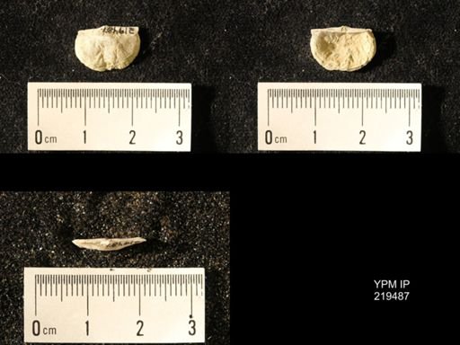 Chonetes granulifer