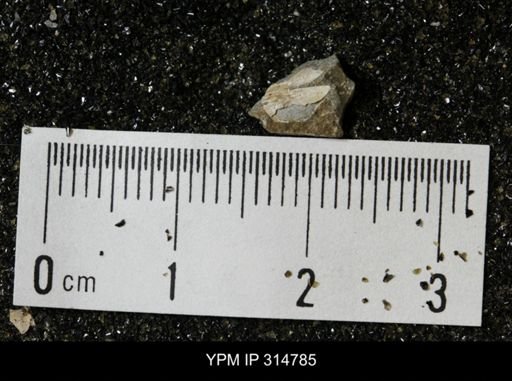 undet. Mollusca