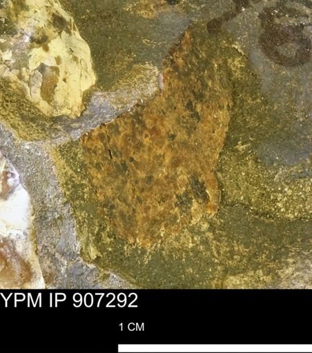undet. Mollusca