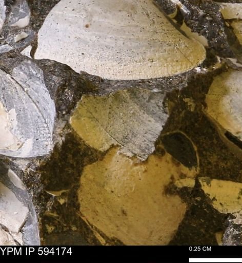 Limopsis? striatopunctatus