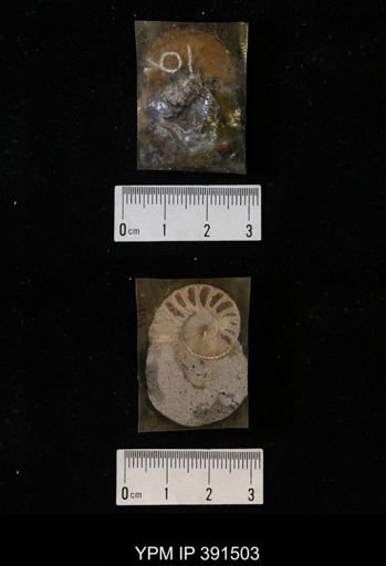 Scaphites whitfieldi