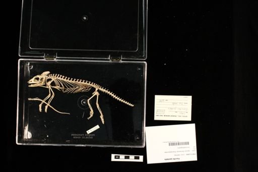 Furcifer pardalis