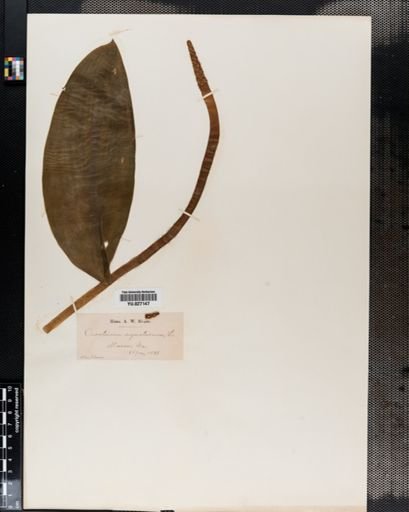 Orontium aquaticum