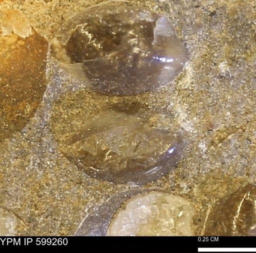 Protocardia subquadrata