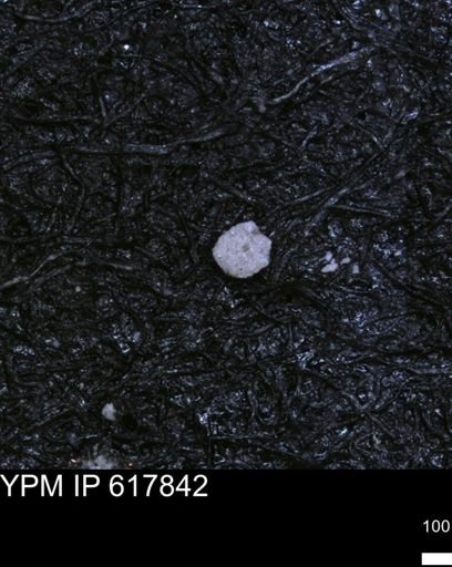 undet. Foraminiferida