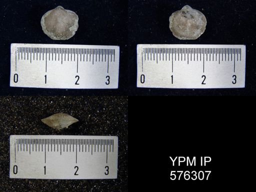 Nucleospira pisiformis