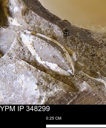 undet. Bivalvia