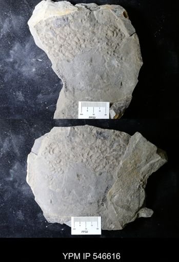 undet. Ostracoda