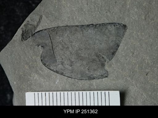 undet. Eurypterida