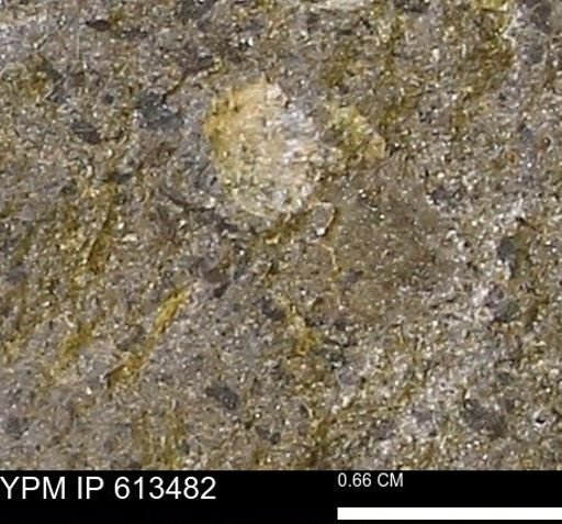 Scaphites sp.