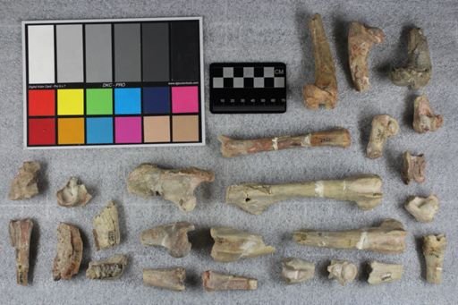 Mesohippus bairdi