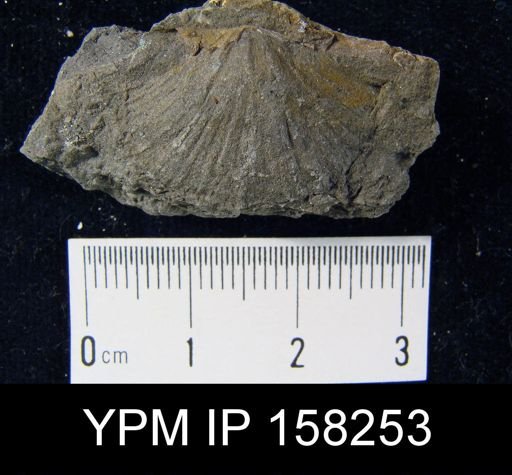Stropheodonta patersoni bonamica