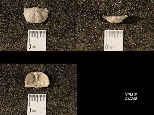 Chonetina flemingi