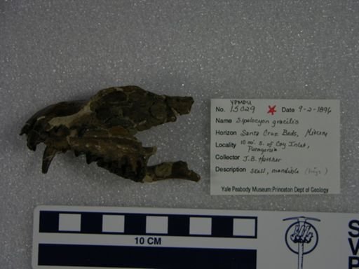 Sipalocyon gracilis