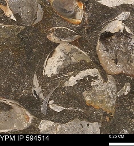 Protocardia sp.