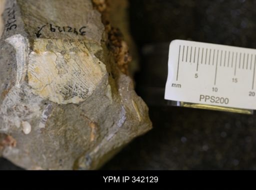 undet. Scaphitidae