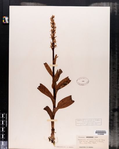 Habenaria