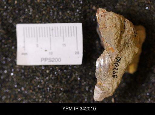 undet. Mollusca
