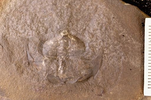Euproops danae