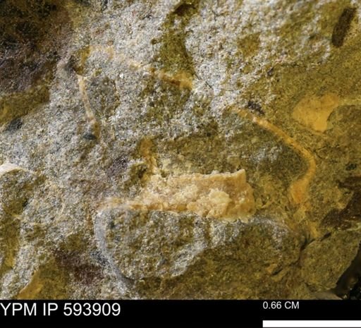 undet. Mollusca